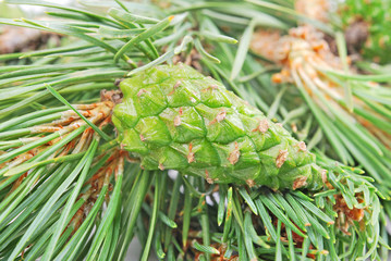 Pine branch with green cone