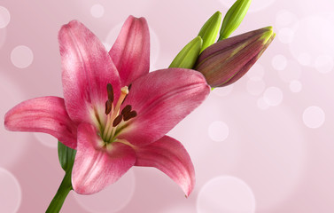 Fototapeta premium Pink lily