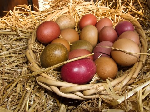 Osternest, Ostereier, gefärbt mit Naturfarben, in Nest mit Stroh