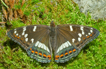 Butterfly (Limenitis populi ussuriensis) 6