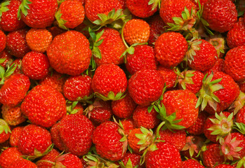 Berries of strawberry 15