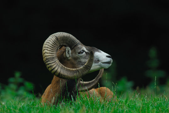 Muffelwidder