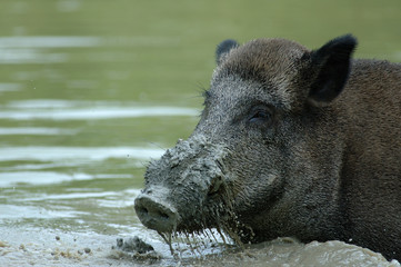 Wildschwein in Suhle