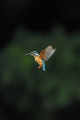 カワセミのホバリング