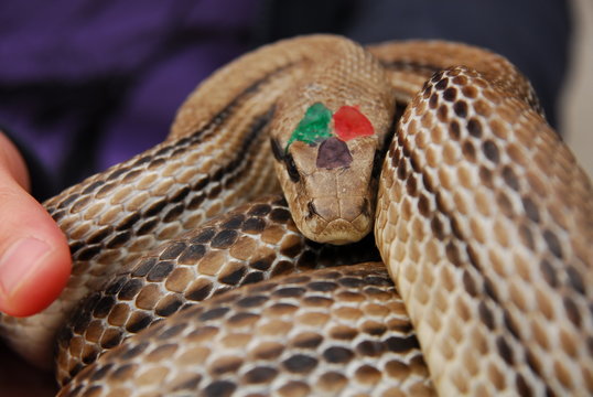Serpenti di Cocullo