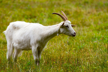 Fototapeta premium Goat on a green meadow