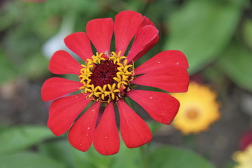 fiore rosso in giardino, Transylvania