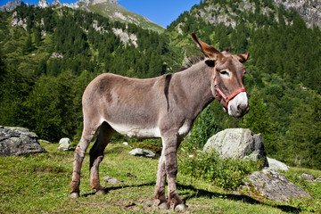 Donkey on Italian Alps