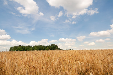 Photo of a wheat field under blue sky