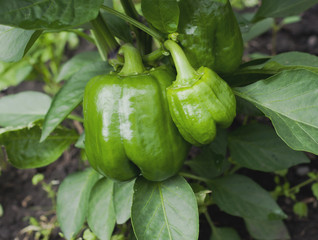 green peppers growing in a field