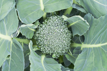 broccoli growing in a graden