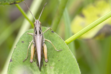 Grasshopper