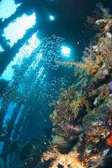 Fototapeta na wymiar Miękkie korale i GlassFish wewnątrz dużej katastrofy