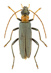 Oedemera croceicollis