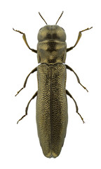Paracylindromorphus subuliformis