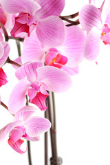 Fototapeta na wymiar orchid flowers on branch