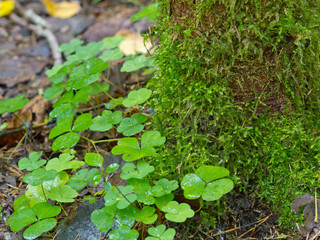 forest vegetation after rain