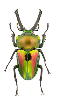 Phalacrognathus muelleri