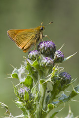 Small Skipper ( Thymelicus sylvestris )