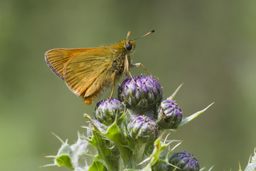 Small Skipper ( Thymelicus sylvestris )