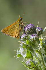 Small Skipper ( Thymelicus sylvestris )