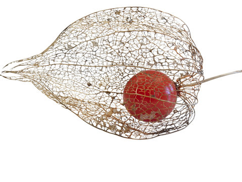 Miechunka (Physalis). Izolowany na białym tle.