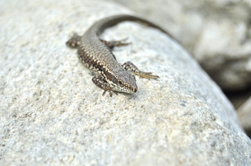 Lizard on a grey stone