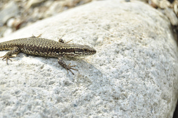 Obraz premium Lizard on a grey stone