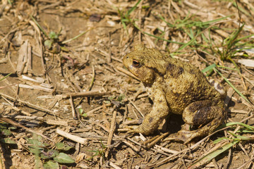 Toad