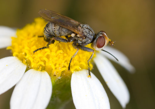 Fly conopidae