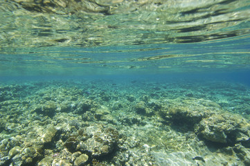 Top of a tropical coral reef under the surface