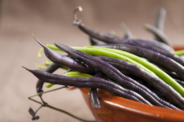 Violet Runner Bean