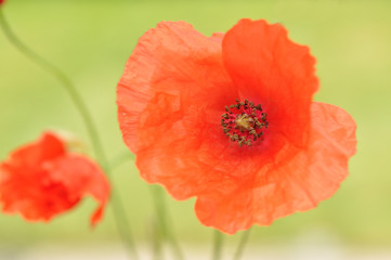 Red Poppies