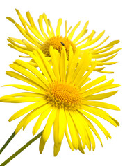 Omieg kaukaski. Izolowany na białym tle.