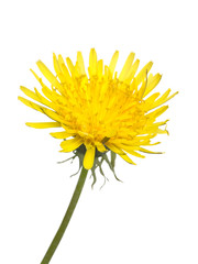 Mniszek pospolity. Izolowany na białym tle. © danako