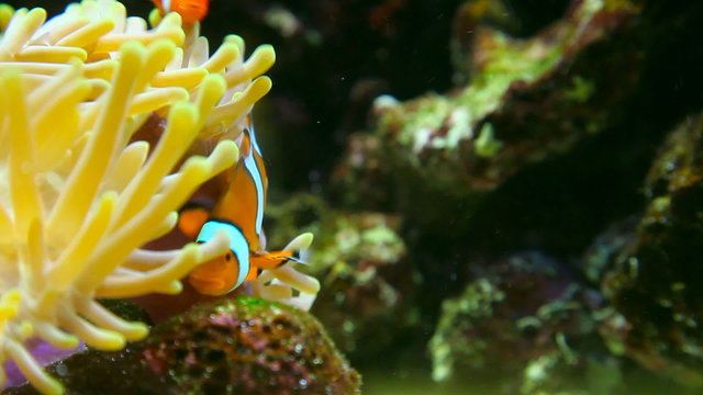 Topical fish clownfish (Amphiprion Ocellaris)