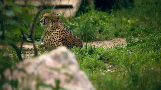 Cheetah lying in grass. Novosibirsk Zoo