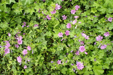 tapis de mauve