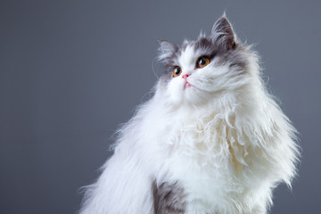 Persian cat on grey background - 34230152