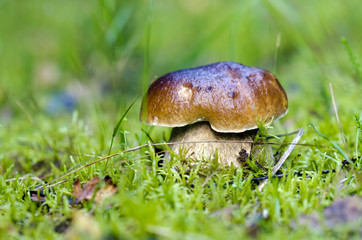 champignon