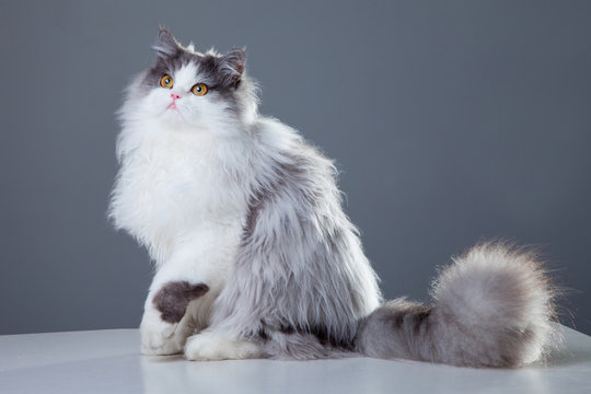 Persian Cat Sitting On Grey Background