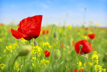 Obraz premium poppy and wild flowers