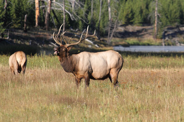 Naklejka na ściany i meble Majestic Bull Elk Bugling