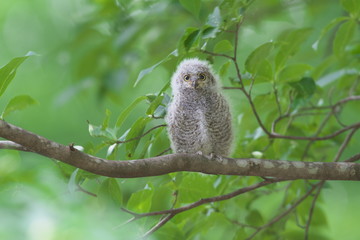 コノハズクの雛