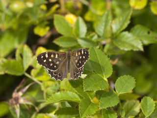 speckled wood butterfly