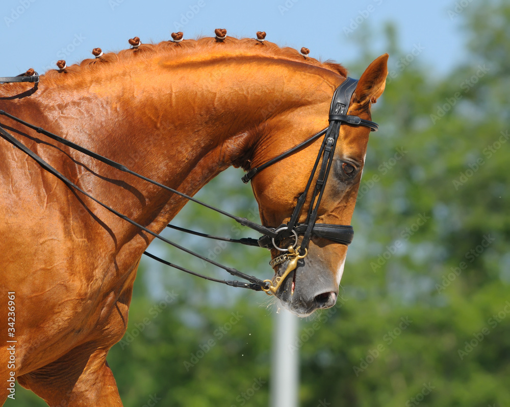 Sticker equestrian sport - portrait of relaxation horse