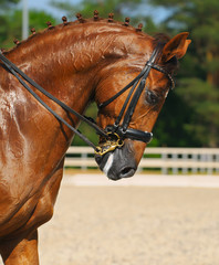 Obraz premium Equestrian sport - portrait of dressage horse
