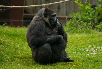 close-up of a big male gorilla