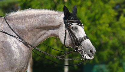 Equestrian sport - portrait of relaxation horse