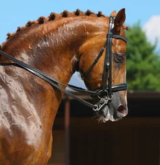 Vlies Fototapete Reiten Equestrian sport - portrait of dressage horse